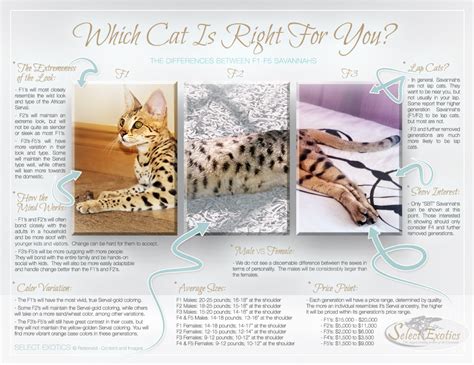 F1 thru F5 Savannah Cat Size Guide | African Cats | Savannah Cat Breed