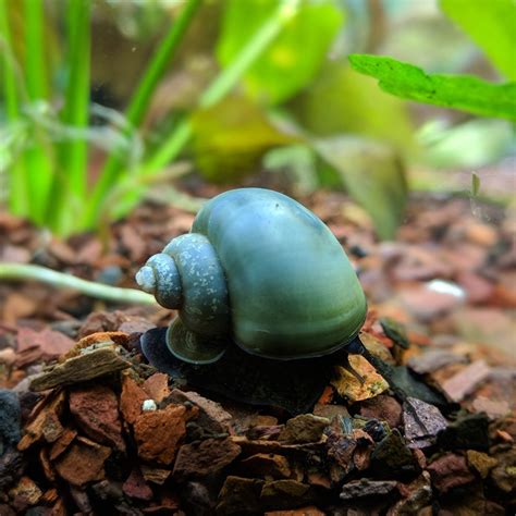 Pretty Blue Mystery Snail - Goodjoseph LIVE Fish Store