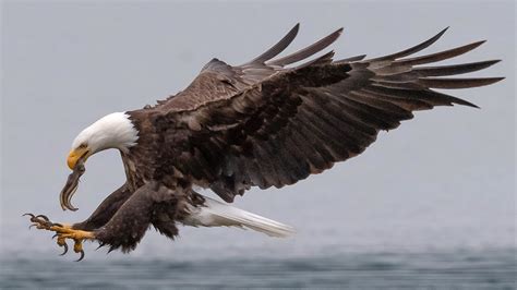 Photos Of Bald Eagles In Flight - Photos Idea