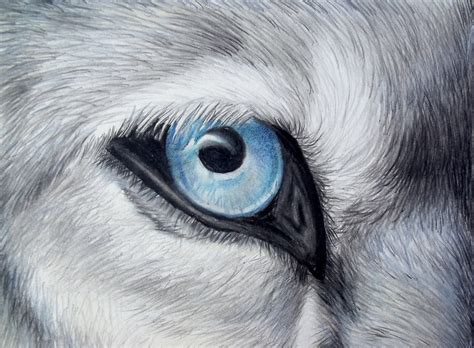 Wolves In Pencil Drawing at GetDrawings | Free download