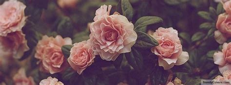 Pink Roses Facebook Cover | Facebook cover photos flowers, Facebook ...