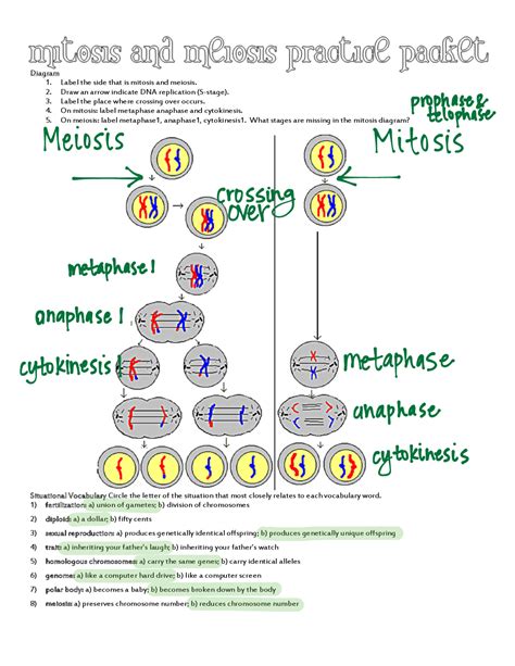 Free mitosis drawing worksheet, Download Free mitosis drawing worksheet ...