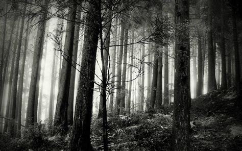 Gray Forest Wallpapers - Top Free Gray Forest Backgrounds - WallpaperAccess