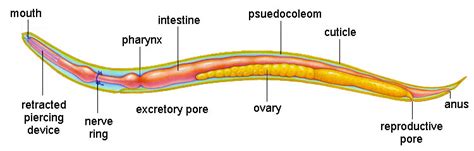 Roundworm-Ascaris Lumbricoides - Digestive System of Different Phylum's