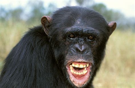 Chimpanzee Showing Teeth Photograph by Jean-Michel Labat - Pixels