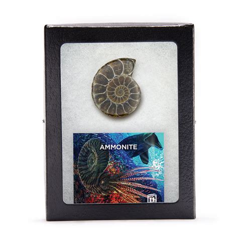 Ammonite Collectible Specimen, Includes Display Case - Mini Museum