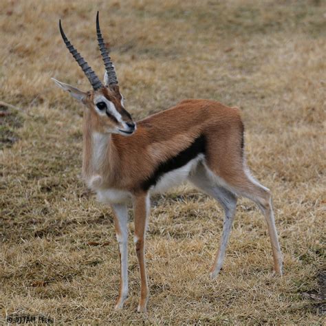 Thomson's gazelle - Alchetron, The Free Social Encyclopedia