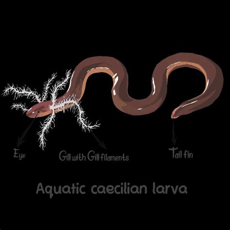 Larva of oviparous caecilian | Larvae, Amphibians, Artist