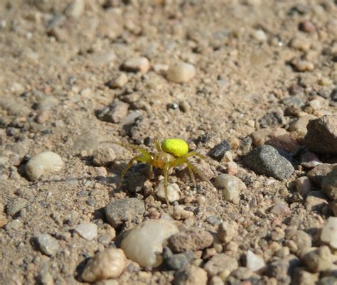 Mutable Crab Spider - Free photo on Pixabay - Pixabay