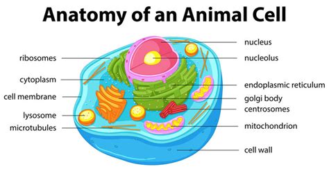 Animal Cell Diagram Images – Browse 58,835 Stock Photos, Vectors, and Video | Adobe Stock