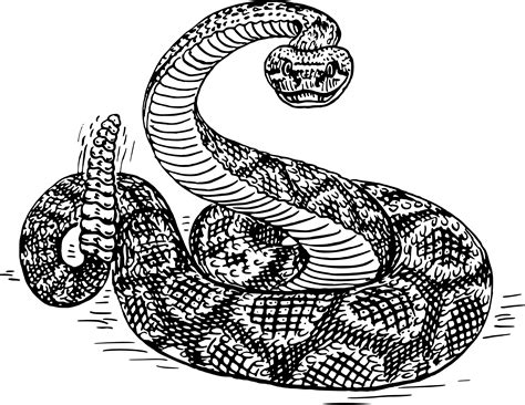 PNG Rattlesnake Transparent Rattlesnake.PNG Images. | PlusPNG