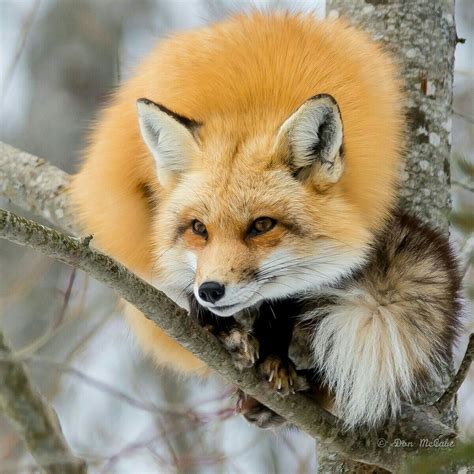 Where To Buy A Pet Fox - Find Property to Rent