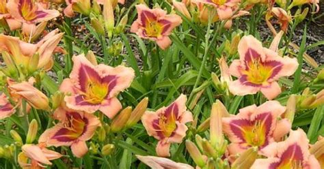 Trying to Grow Daylilies From Seeds | Hometalk