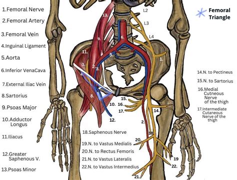 Femoral Nerve