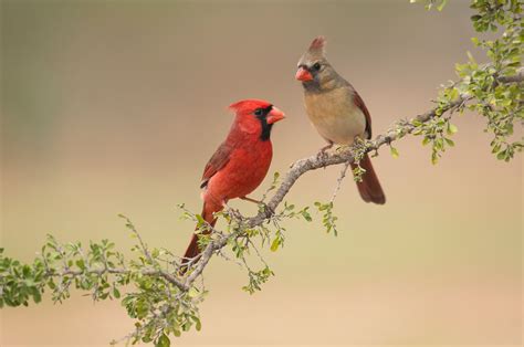 Northern Cardinal | Audubon Field Guide