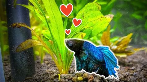 Best Live Plants for Betta Fishes Review and Buying Guide | Constant Delights