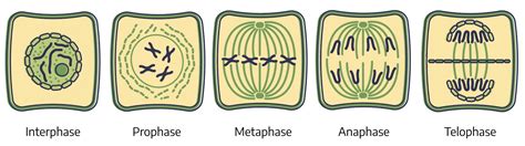 13.2 Mitosis – The Science of Plants