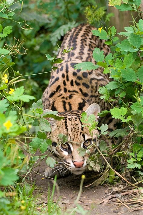 What Is A Ocelots Behavior