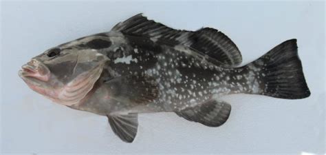 Red Grouper | Mexico – Fish, Birds, Crabs, Marine Life, Shells and Terrestrial Life