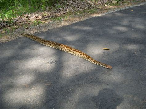 Indian Rock Python on the road @ Nagarhole - India Travel Forum | IndiaMike.com