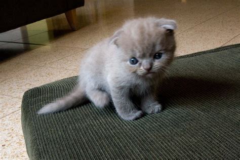 Best Cat Wallpapers: Scottish Fold Cat