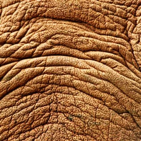 Elephant Skin Background/Texture/Overlay. | Textured background, Fur textures, Elephant