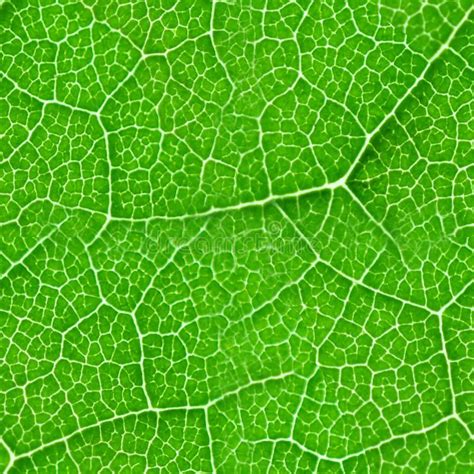 Green leaf seamless texture. Detail close image tree green leaf macro seamless t , #Aff, # ...