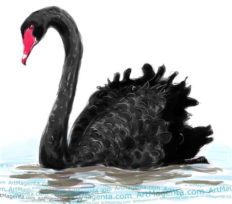 Black Swan | Swans art, Bird art, Bird drawings