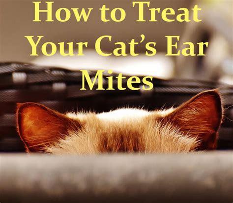 Ear Mites in Cats and Treatment | Cat Mania | For Cat Lovers!