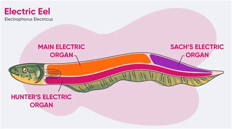 Electric Eel Electric Organ