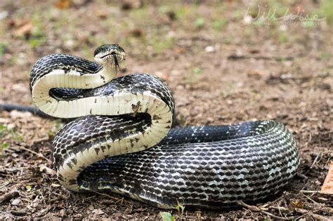 Six Foot Black Ratsnake, Oglethorpe County, Georgia - WILLIAM WISE PHOTOGRAPHY