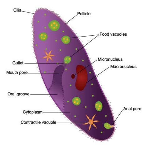 Ciliates - Learn About Nature