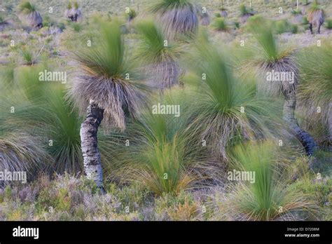 Landscape with grass trees in Western Australia Stock Photo - Alamy