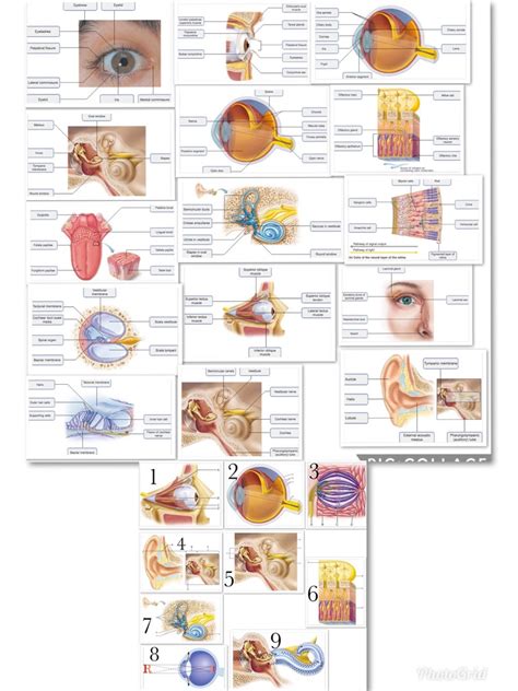 Chapter 15-The Special Senses Diagram | Quizlet