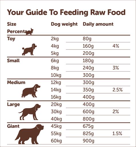 What Is A Good Feeding Schedule For Dogs