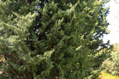 Chinese Juniper: Plant Care & Growing Guide