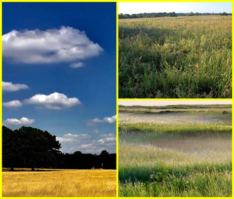 Grasslands Biome Plants