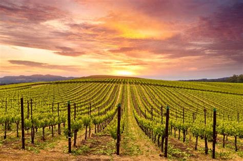 Beautiful Wine Regions in California You Must Visit! - Roadtripping ...