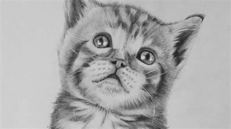 Cat Drawings Kitten at William Richardson blog