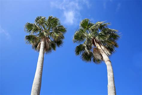 Are Palm Trees Native to Florida? - WorldAtlas