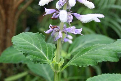 Salvia (salvia divinorum) - Alcohol and Drug Foundation