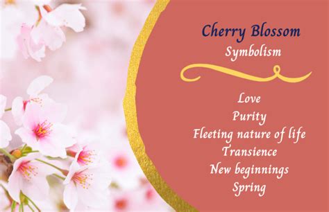 Cherry Blossom Flower - Meaning and Symbolism - Symbol Sage