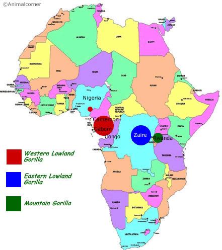 Gorilla Range Map - Where To Find Gorillas?