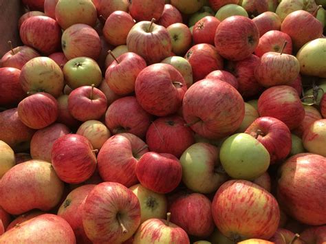 Apple Varieties at Eve's Cidery | Eve's Cidery