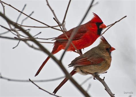 "Male and Female Cardinal " by barnsis | Redbubble