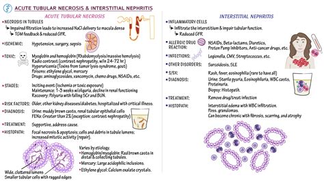 Pathology: Acute Tubular Necrosis & Interstitial Nephritis | ditki medical & biological sciences