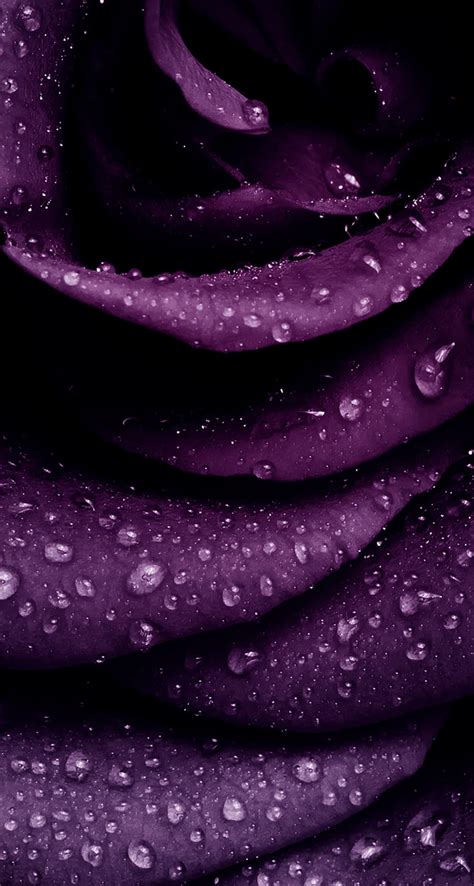 Purple Wallpaper For Iphone