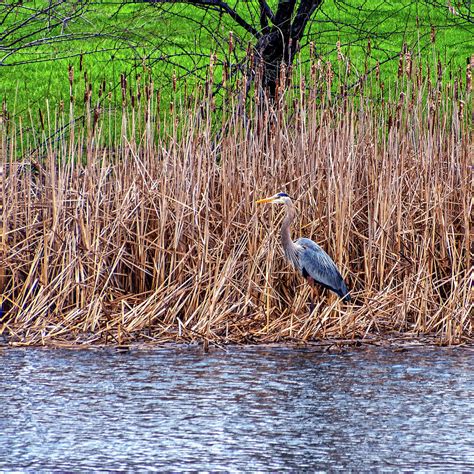 Nesting Great Blue Heron Photograph by Steve Harrington | Pixels