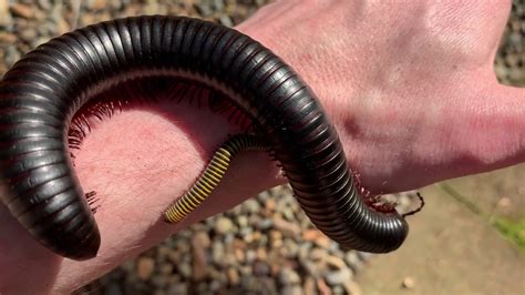 Giant African Millipede Giant Millipedes, 51% OFF