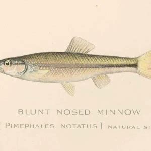 Bluntnose minnow - Facts, Diet, Habitat & Pictures on Animalia.bio